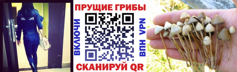 Псилоцибиновые грибы мицелий Магас
